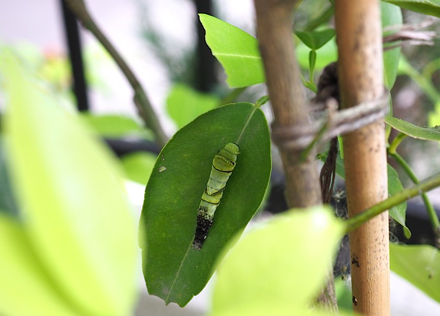 ある雨の日の情景ーーアゲハ終齢幼虫編 17年5月28日 みき の虫撮り友人帖