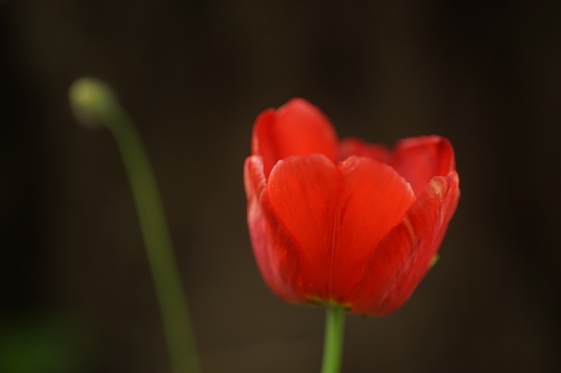 Tamron SP 90mm F2.5 macro 52B_c0109833_19395358.jpg