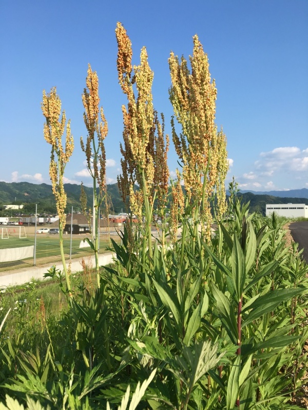 土手のすかんぽジャワ更紗 白秋の黄昏