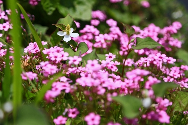 a0242438_20443878.jpg