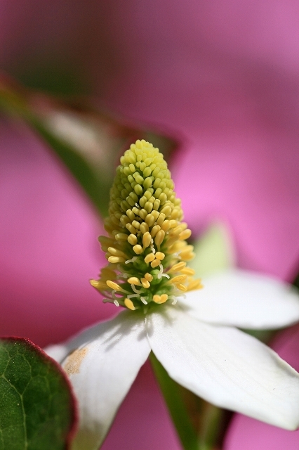 a0242438_20443923.jpg