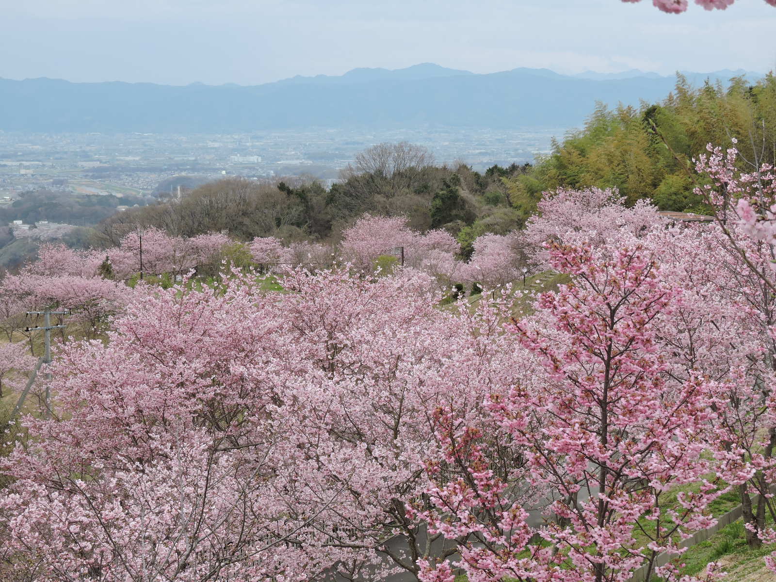 スマイルランド桜まつり(柏原市)協賛金は地方財政法に抵触か!!??／柏羽藤環境事業組合が協賛金を支出_b0253941_00250496.jpg