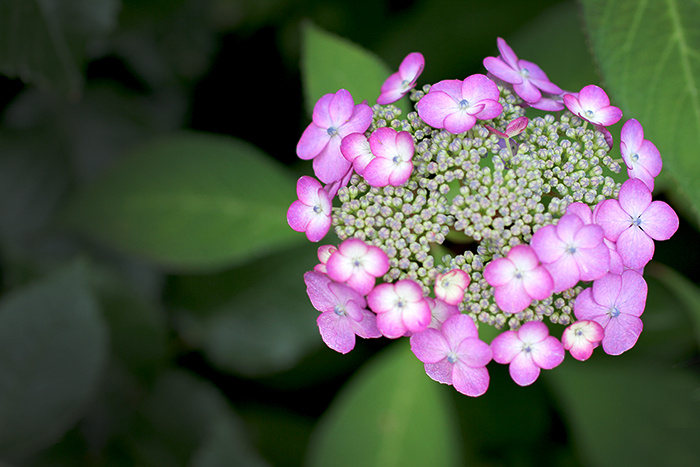 Happy*フォトレッスン_b0049843_7504818.jpg