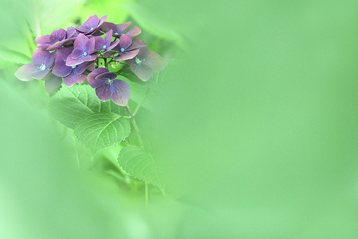 Happy*フォトレッスン_b0049843_7505282.jpg
