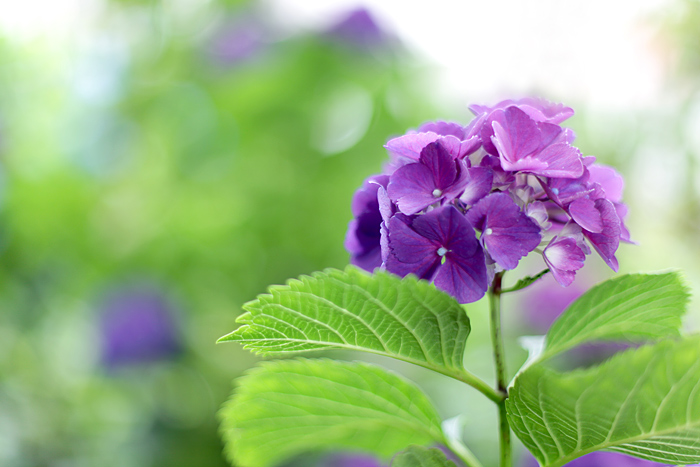 Happy*フォトレッスン_b0049843_7532586.jpg