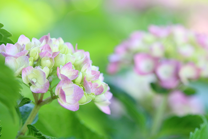 Happy*フォトレッスン_b0049843_75417100.jpg