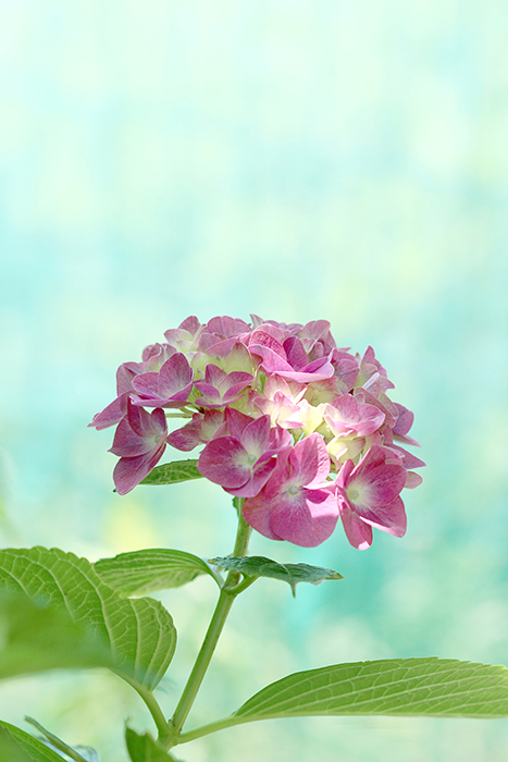 Happy*フォトレッスン_b0049843_755014.jpg