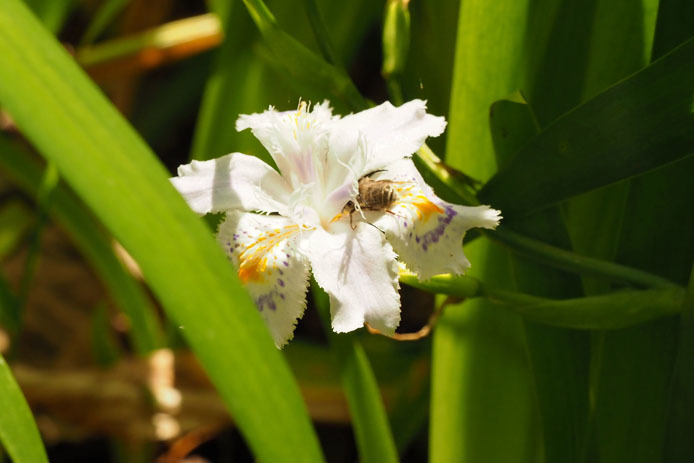 シャガの花にシロスジヒゲナガハナバチ_d0149245_22271988.jpg