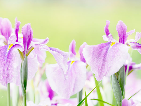 花菖蒲の花言葉は何か知らんけどそんな季節です スポック艦長のphoto Diary 花菖蒲の花言葉は何か知らんけどそんな季節です スポック艦長のphoto Diary