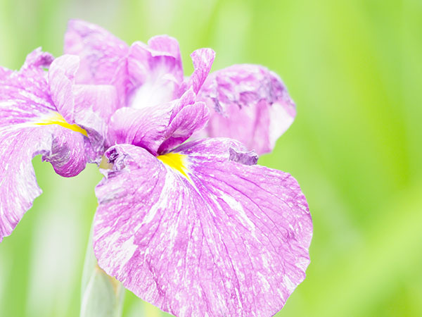 花菖蒲の花言葉は何か知らんけどそんな季節です スポック艦長のphoto Diary 花菖蒲の花言葉は何か知らんけどそんな季節です スポック艦長のphoto Diary