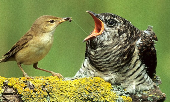 カッコウが鳴き始めた あるちゅはいま日記 カッコウが鳴き始めた あるちゅはいま日記