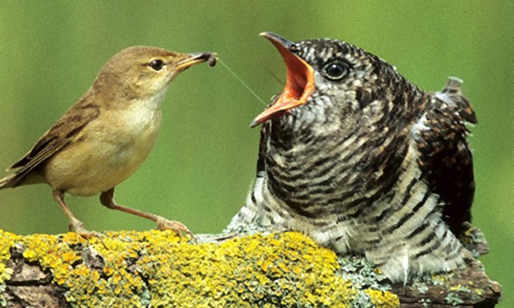 カッコウが鳴き始めた あるちゅはいま日記