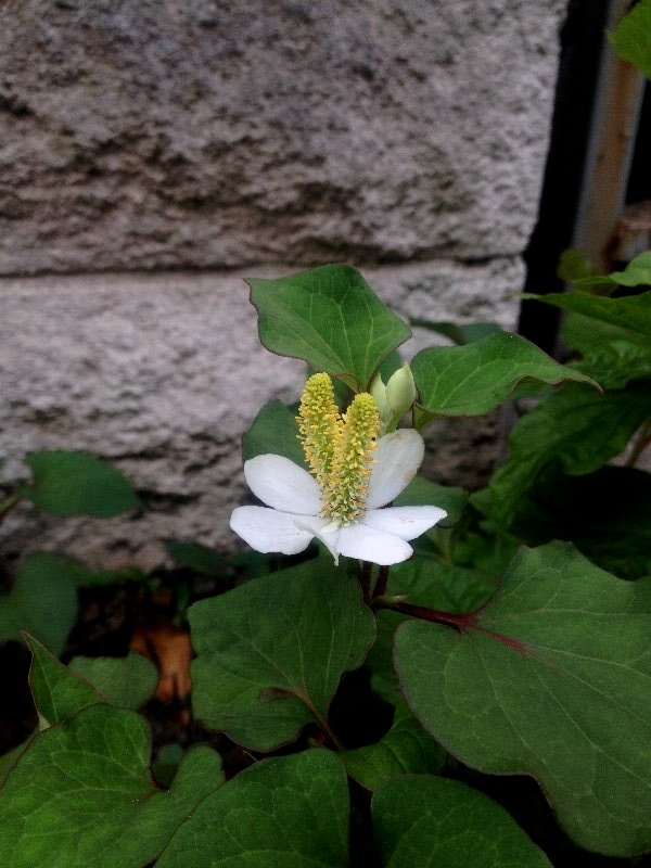 ☆ドクダミの花・八重そして・・双子さん☆_c0092953_6404019.jpg