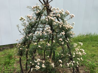 2017年6月1週「花がら摘み」と「のぞみ」_a0094959_203189.jpg