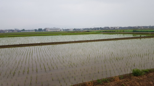 6月1日（木）細かい雨の田んぼを歩いています。_e0327460_06150285.jpg