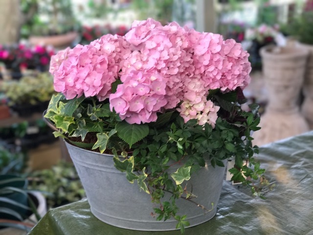 アジサイ 霧島の恵 宮崎の花屋 アナーセン
