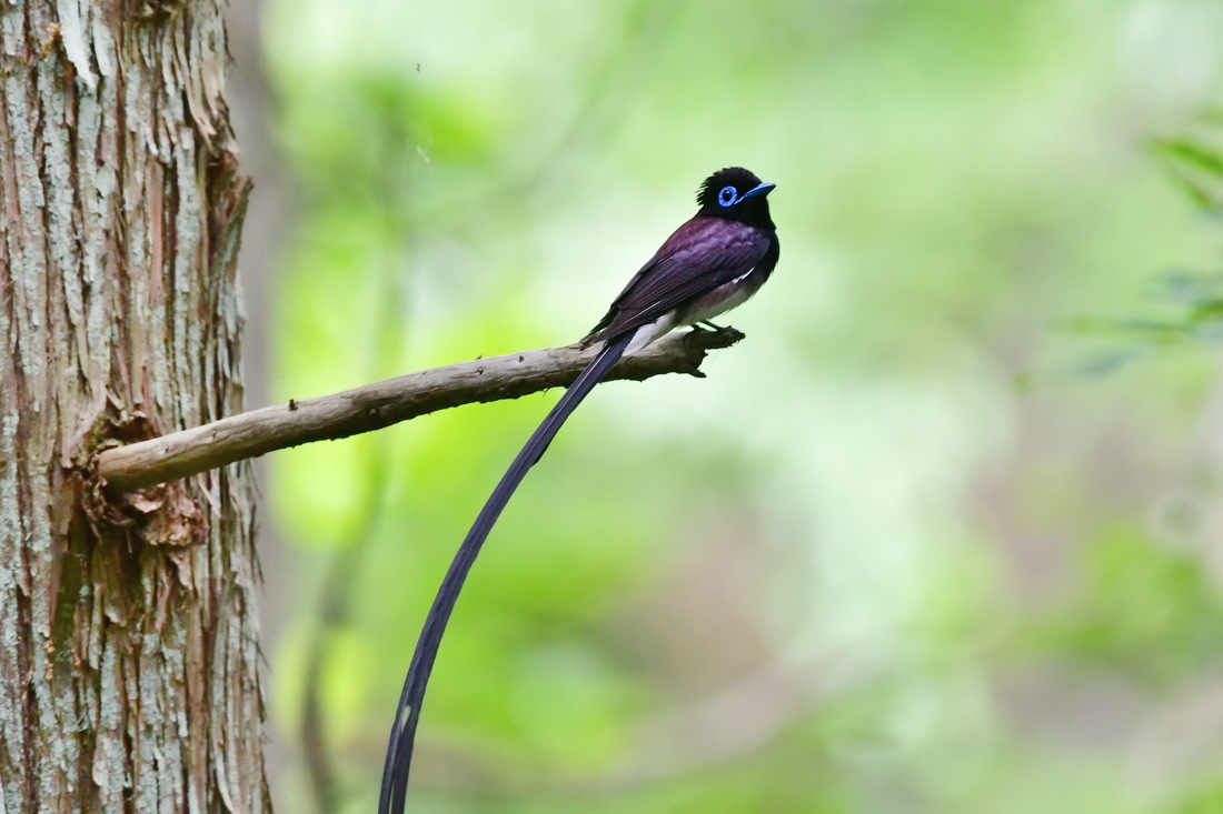 サンコウチョウ_f0053272_23361310.jpg