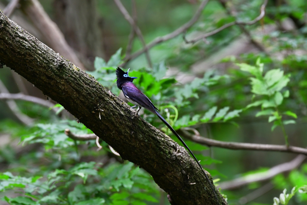 サンコウチョウ_f0053272_23411916.jpg