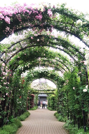 横浜イングリッシュガーデン 薔薇が満開_d0353281_00301989.jpg