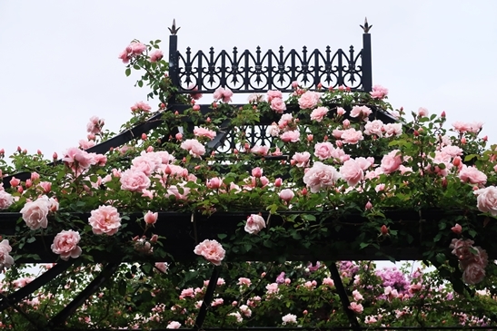 横浜イングリッシュガーデン 薔薇が満開_d0353281_00351502.jpg