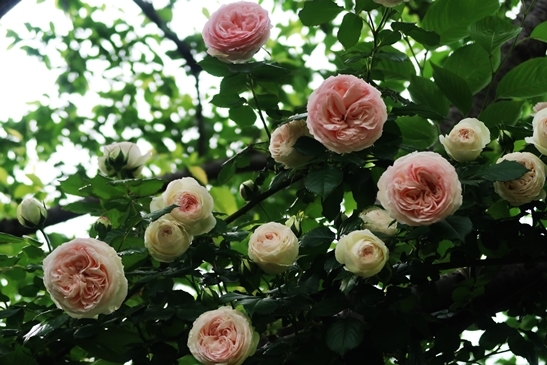 横浜イングリッシュガーデン 薔薇が満開_d0353281_00401299.jpg
