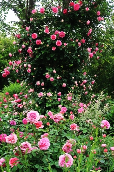 横浜イングリッシュガーデン 薔薇が満開_d0353281_00442755.jpg