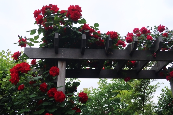 横浜イングリッシュガーデン 薔薇が満開_d0353281_00452324.jpg