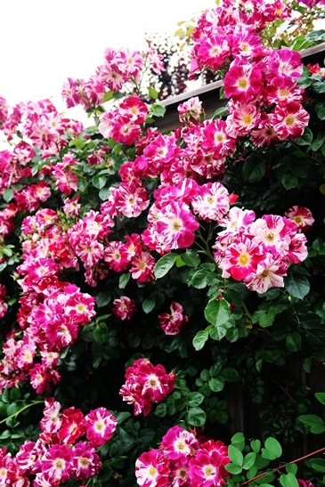 横浜イングリッシュガーデン 薔薇が満開_d0353281_00462021.jpg