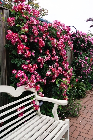 横浜イングリッシュガーデン 薔薇が満開_d0353281_00464019.jpg