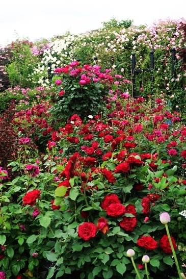 横浜イングリッシュガーデン 薔薇が満開_d0353281_00470242.jpg