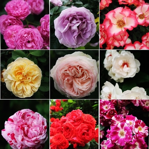 横浜イングリッシュガーデン 薔薇が満開_d0353281_00590683.jpg