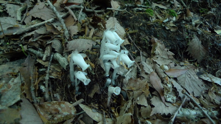 c0212083_14290580.jpg