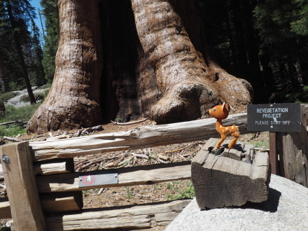 お一人様旅行その2 General Sherman Tree@Sequoia National Park_e0183383_08510783.jpg
