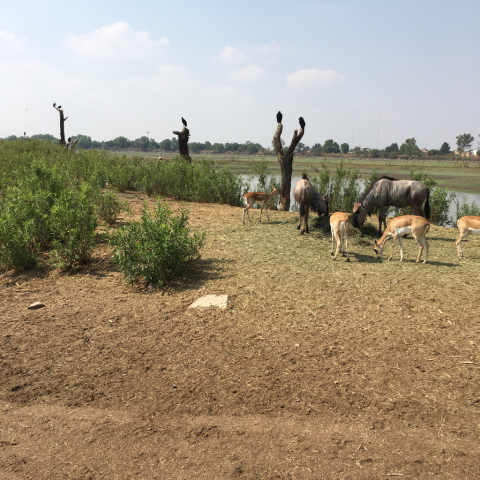 動物園_f0141391_12200334.jpg