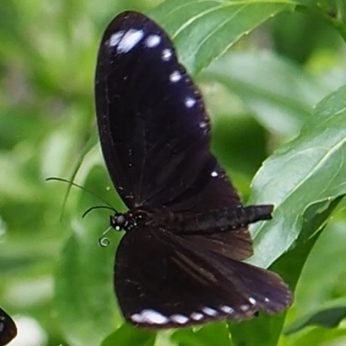 台湾はマダラチョウの仲間たちの楽園_b0194593_09003691.jpg