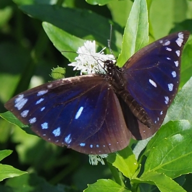 台湾はマダラチョウの仲間たちの楽園_b0194593_09005380.jpg