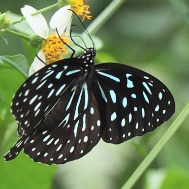 台湾はマダラチョウの仲間たちの楽園_b0194593_09011387.jpg