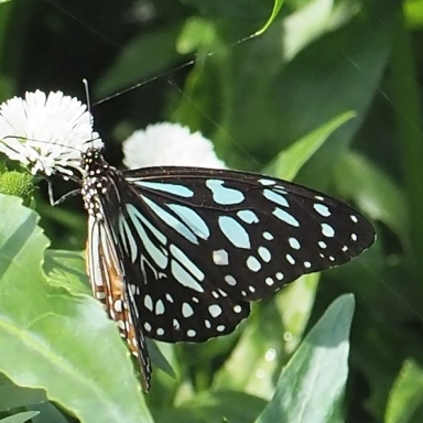 台湾はマダラチョウの仲間たちの楽園_b0194593_09013635.jpg