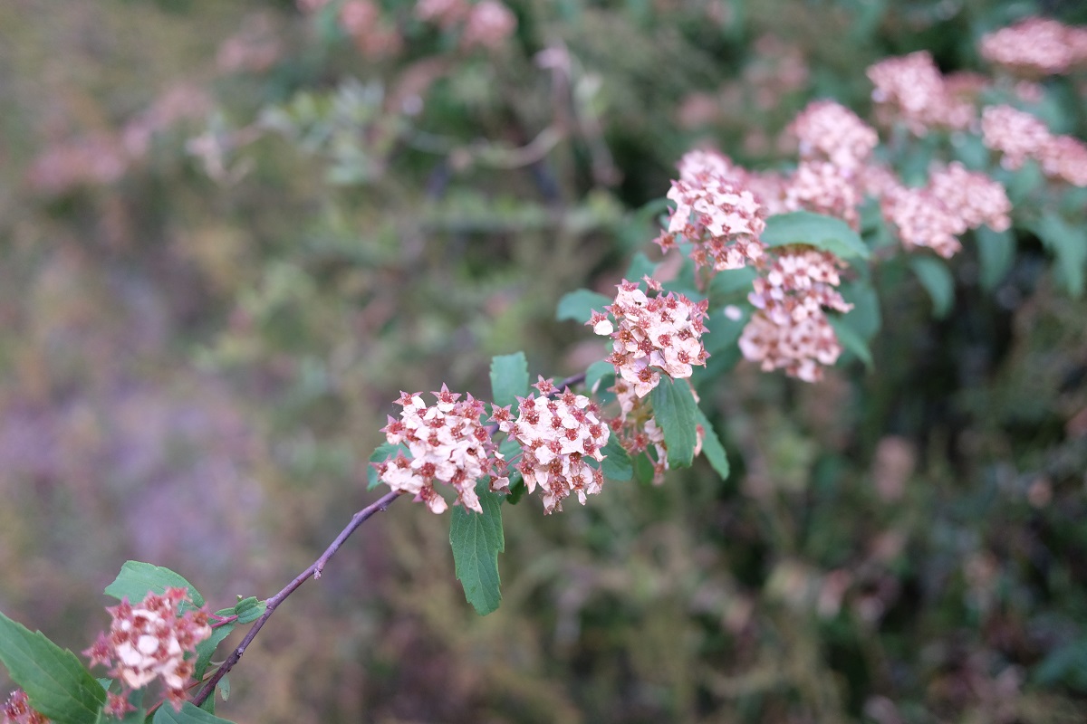 公園の花・・_d0234293_674838.jpg