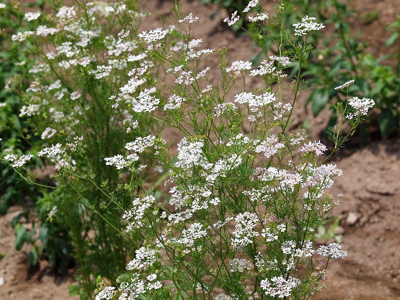 パクチー Flowers パクチー Flowers