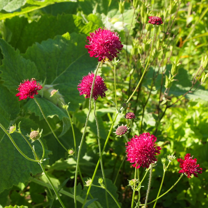 可愛いお花の宿根草たち_a0292194_1957328.jpg