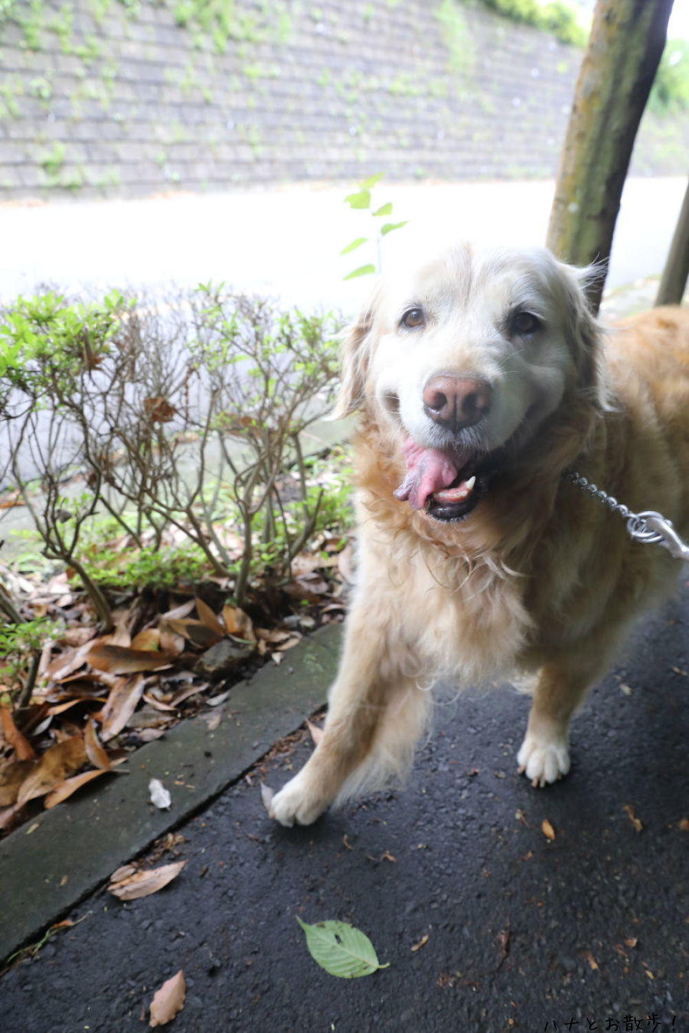 野望を果たす犬と水浴びする者たち♪_b0275998_15231232.jpg