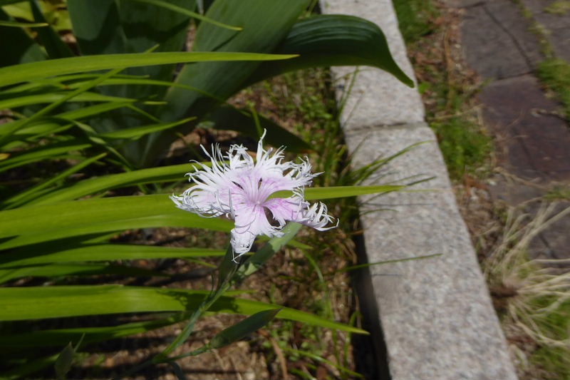 泰山木・オリーブ・フェイジョア・カンパニュラ・撫子と石竹・白花万年草_d0261298_0165640.jpg