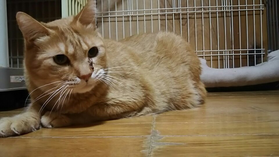 良いところもいっぱいです!_f0242002_20442087.jpg