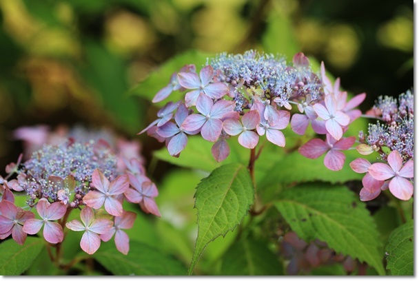 庭の山紫陽花_c0037204_21444342.jpg