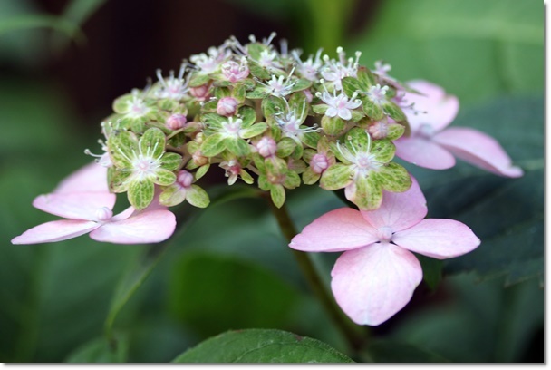 庭の山紫陽花_c0037204_21485935.jpg