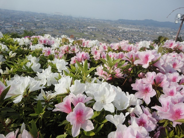 皐月躑躅 さつきつつじ と平戸つつじの違い 17 5 30 徳ちゃん便り