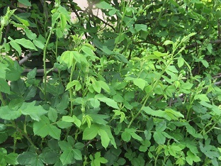 f0325309_16383506.jpg