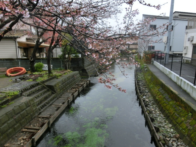 富士市の清流・田宿川の新しい親水護岸が完成！_f0141310_07290942.jpg