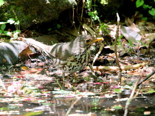 日差しの中の水浴に興ずるクロツグミ♀　　　ＫＧＫ_d0346713_20301524.jpg